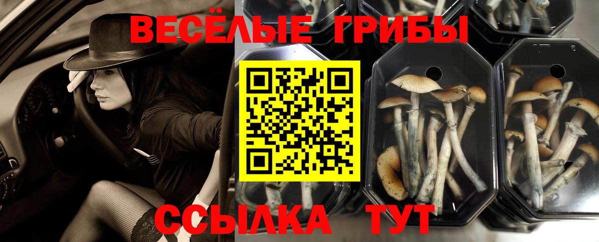 Псилоцибиновые грибы Cubensis  Вход с VPN  купить наркоту  Дзержинск 